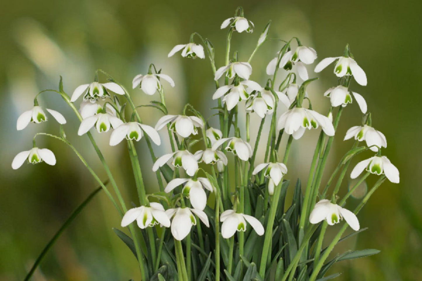 Galanthus nivalis 'Hippolyta' Schneeglöckchen