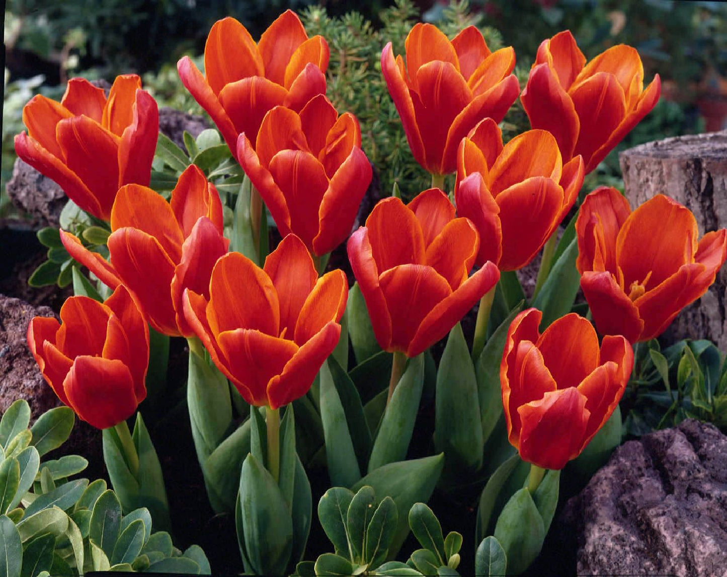 Tulipa kaufmanniana 'Early Harvest' Seerosen-Tulpe