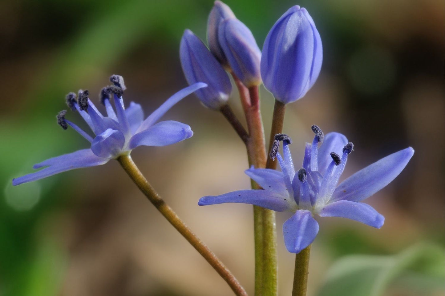 Scilla bifolia Zweiblättriger Blaustern