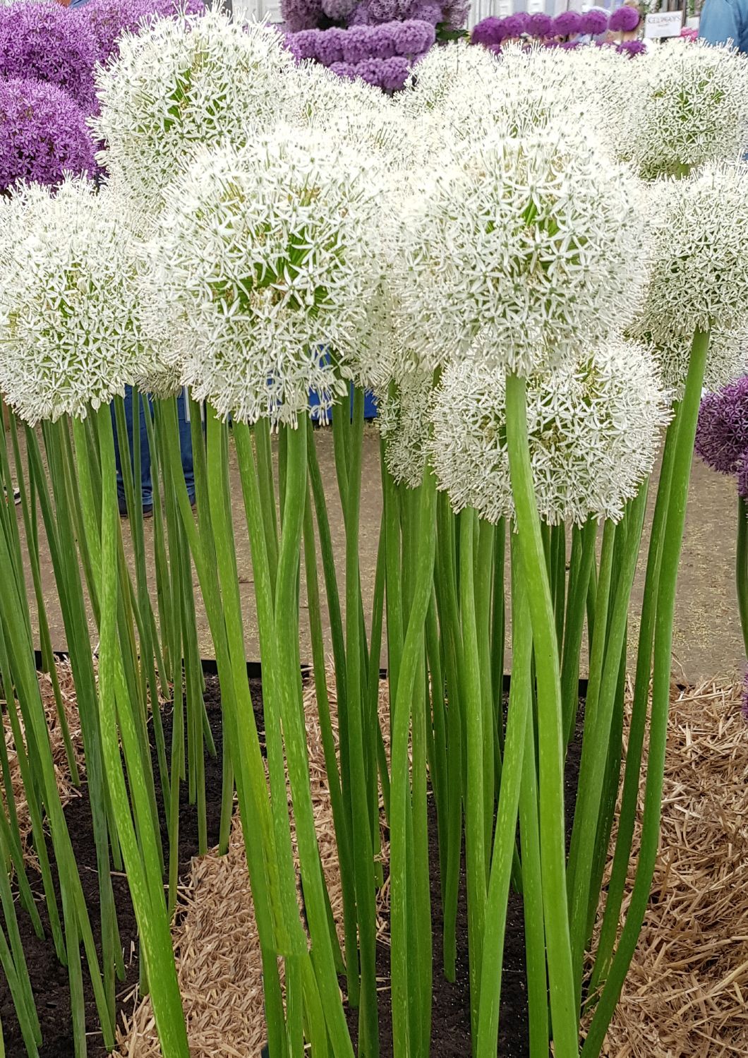Allium 'White Giant' Kugellauch Allium 'White Giant' Kugellauch