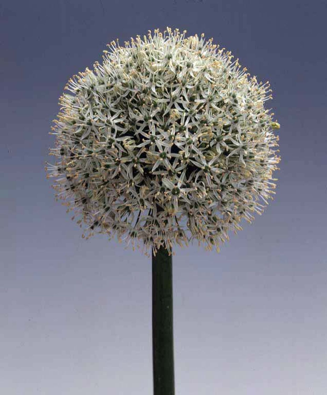 Allium 'White Giant' (Kugellauch) Allium 'White Giant' (Kugellauch)
