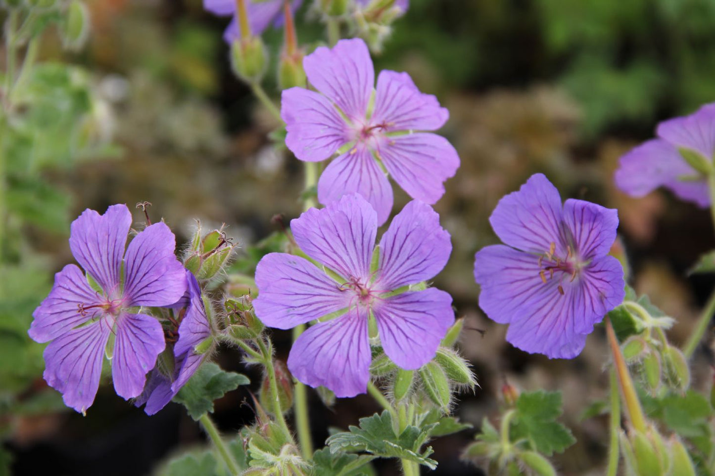 Geranium x magnificum 'Ernst Pagels' Prächtiger Storchschnabel