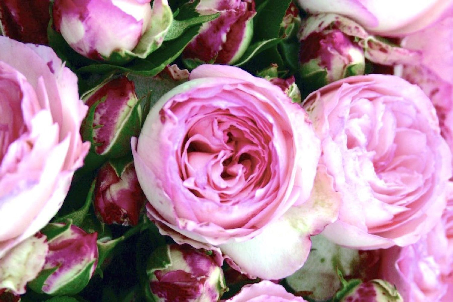 Rose 'Mini Eden Rose' Beetrose/Kletterrose