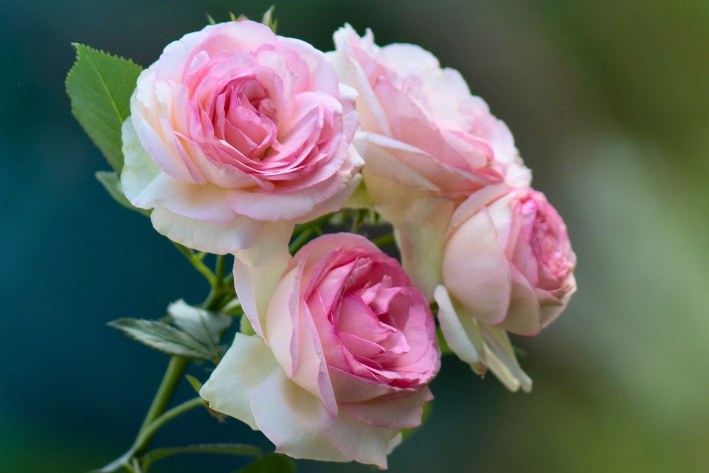 Rose 'Mini Eden Rose' Beetrose/Kletterrose