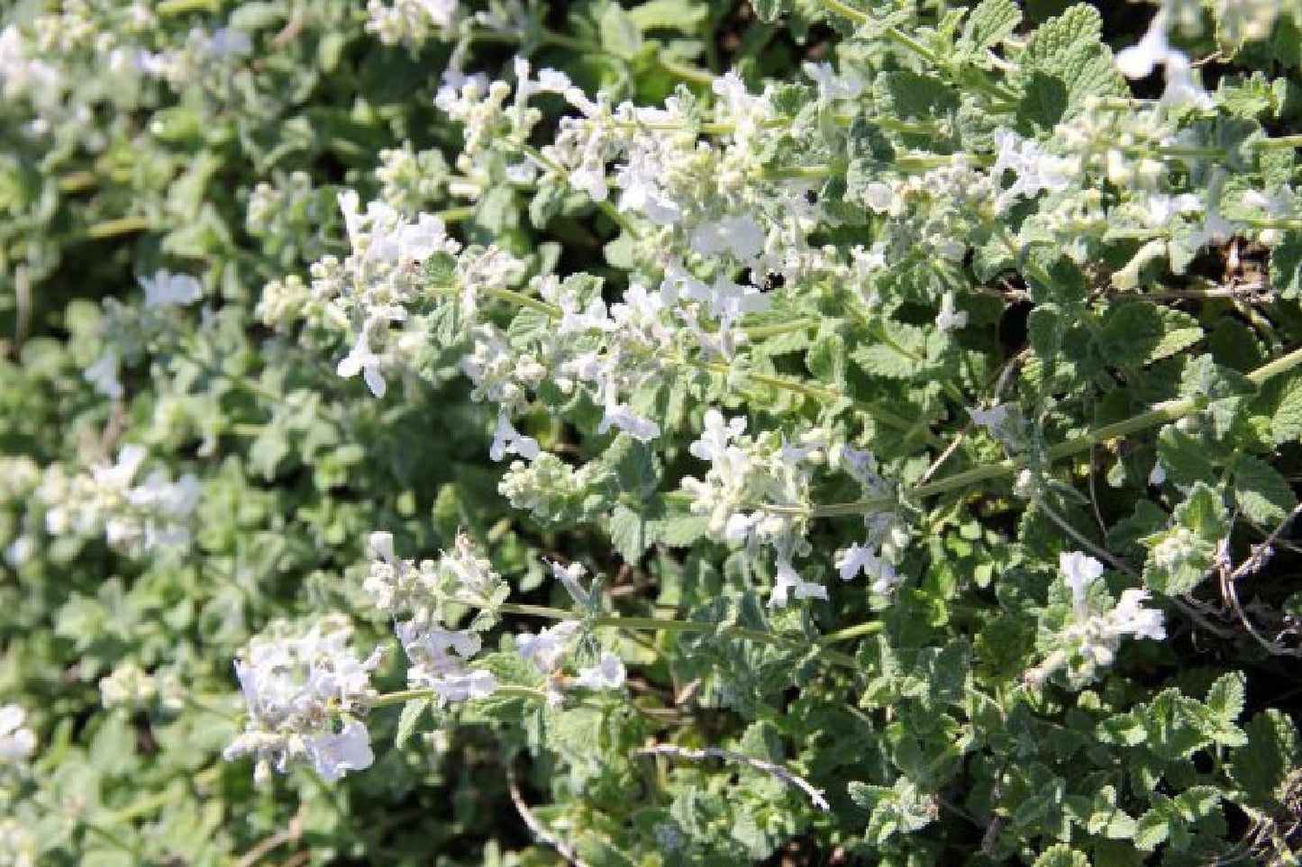 Duftende Bienenweide (Kulinarisches Vergnügen für Nützlinge)
