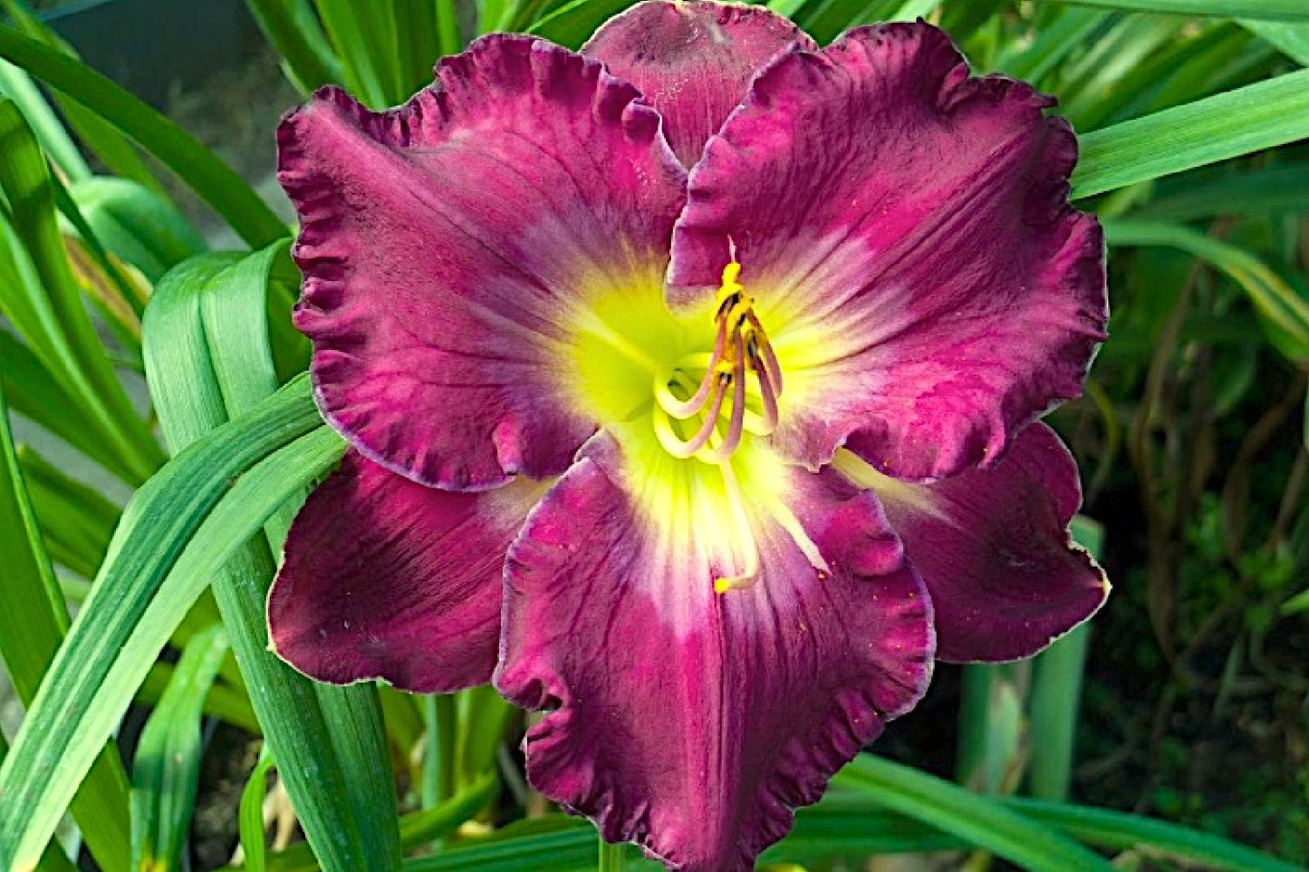 Hemerocallis 'Cameroons' Großblumige Taglilie