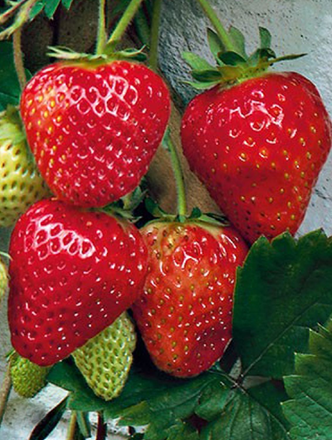 Fragaria vesca 'Lambada' Gourmet-Erdbeere