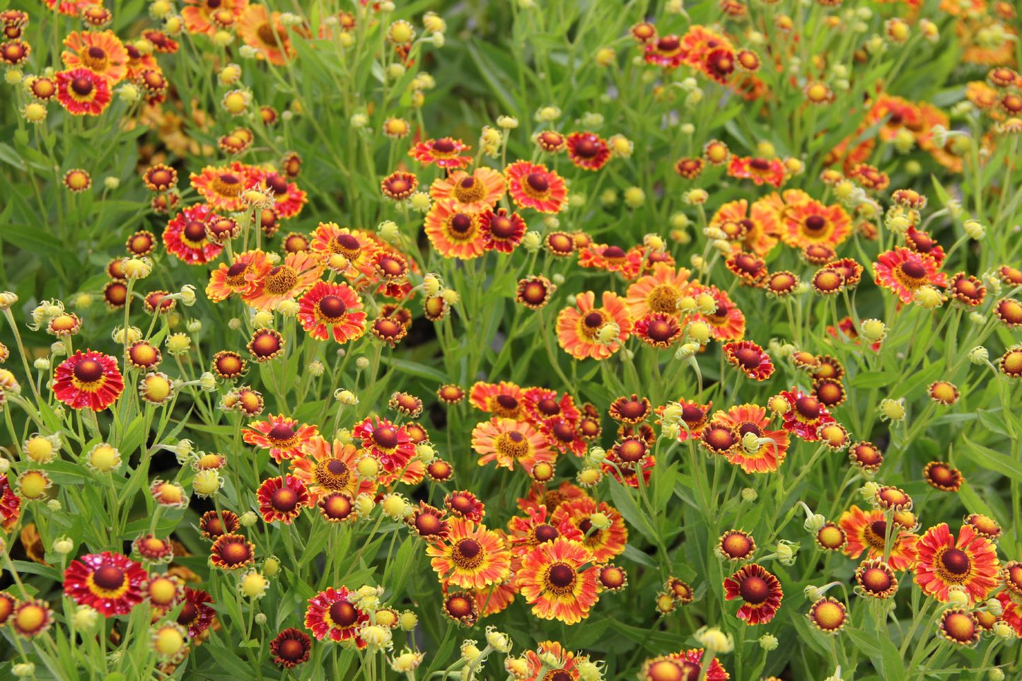 Helenium 'Fuego' (Sonnenbraut)