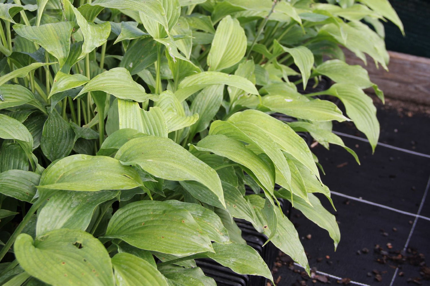 Hosta 'Niagara Falls' Funkie | Herzblattlilie