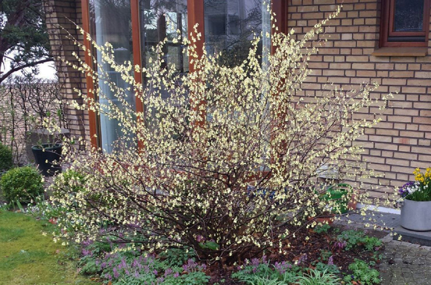 Corylopsis pauciflora (Niedrige Scheinhasel / Glockenhasel)