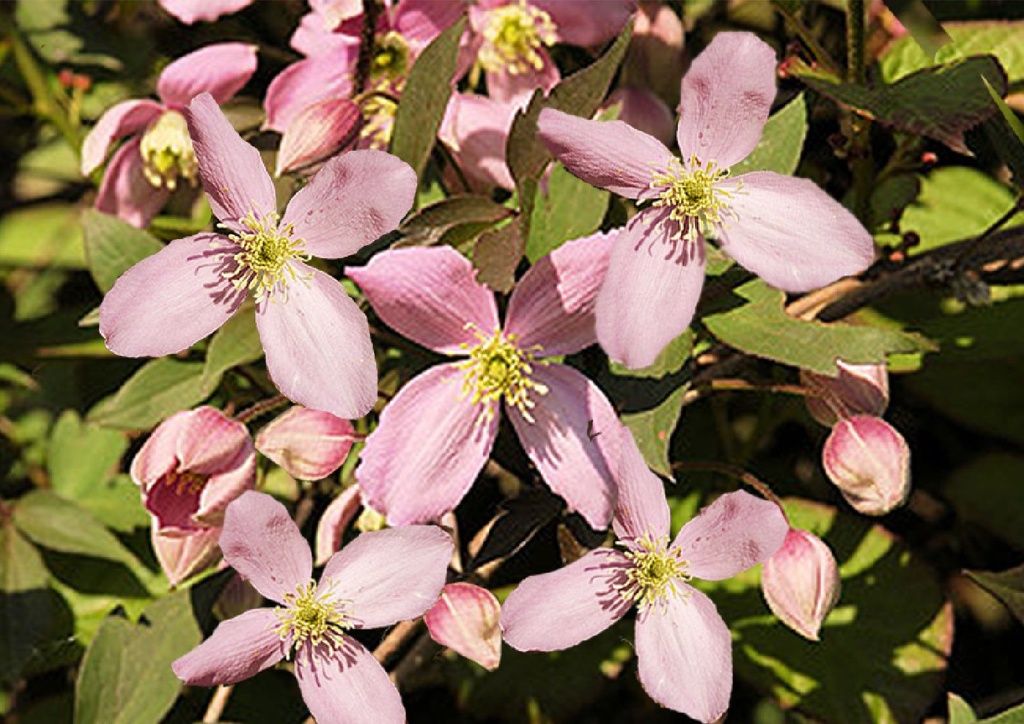 Clematis montana 'Fragant' Waldrebe Clematis montana 'Fragant' Waldrebe