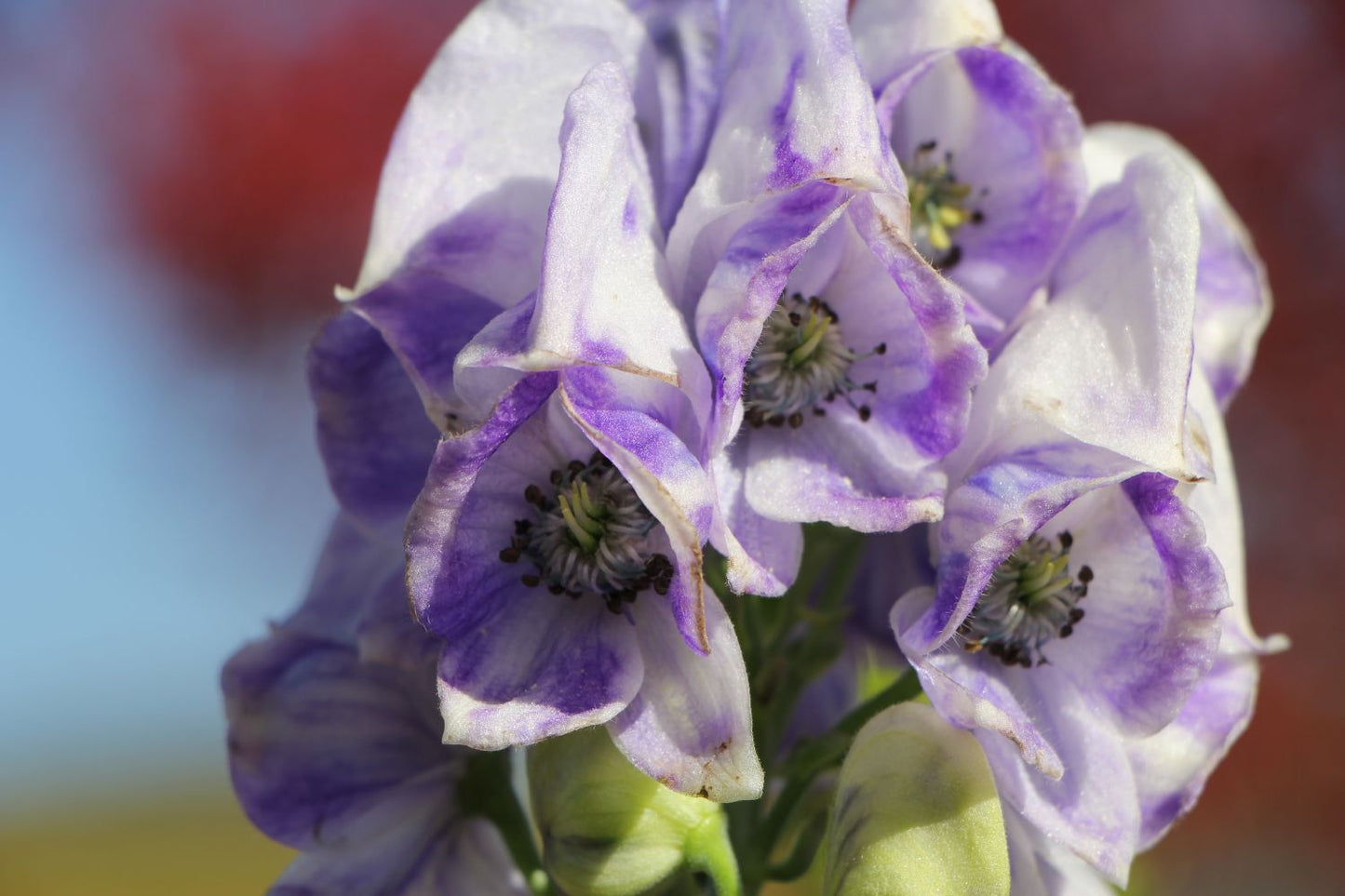 Aconitum x cammarum 'Cloudy' (Weiß-blauer Eisenhut)