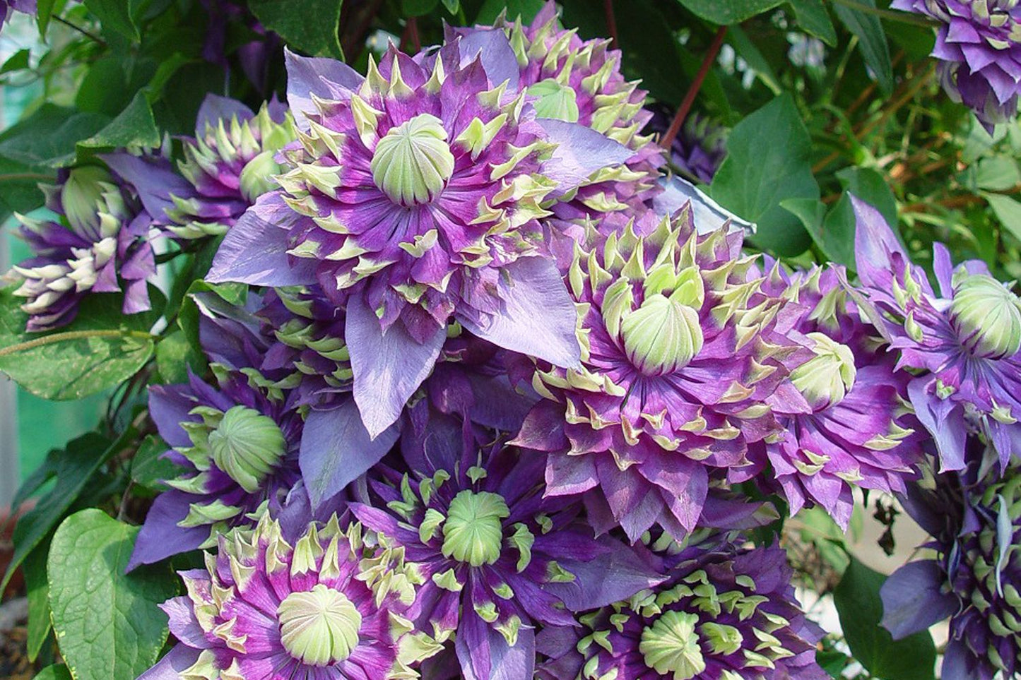 Clematis 'Taiga' Texas-Waldrebe Clematis 'Taiga' Texas-Waldrebe
