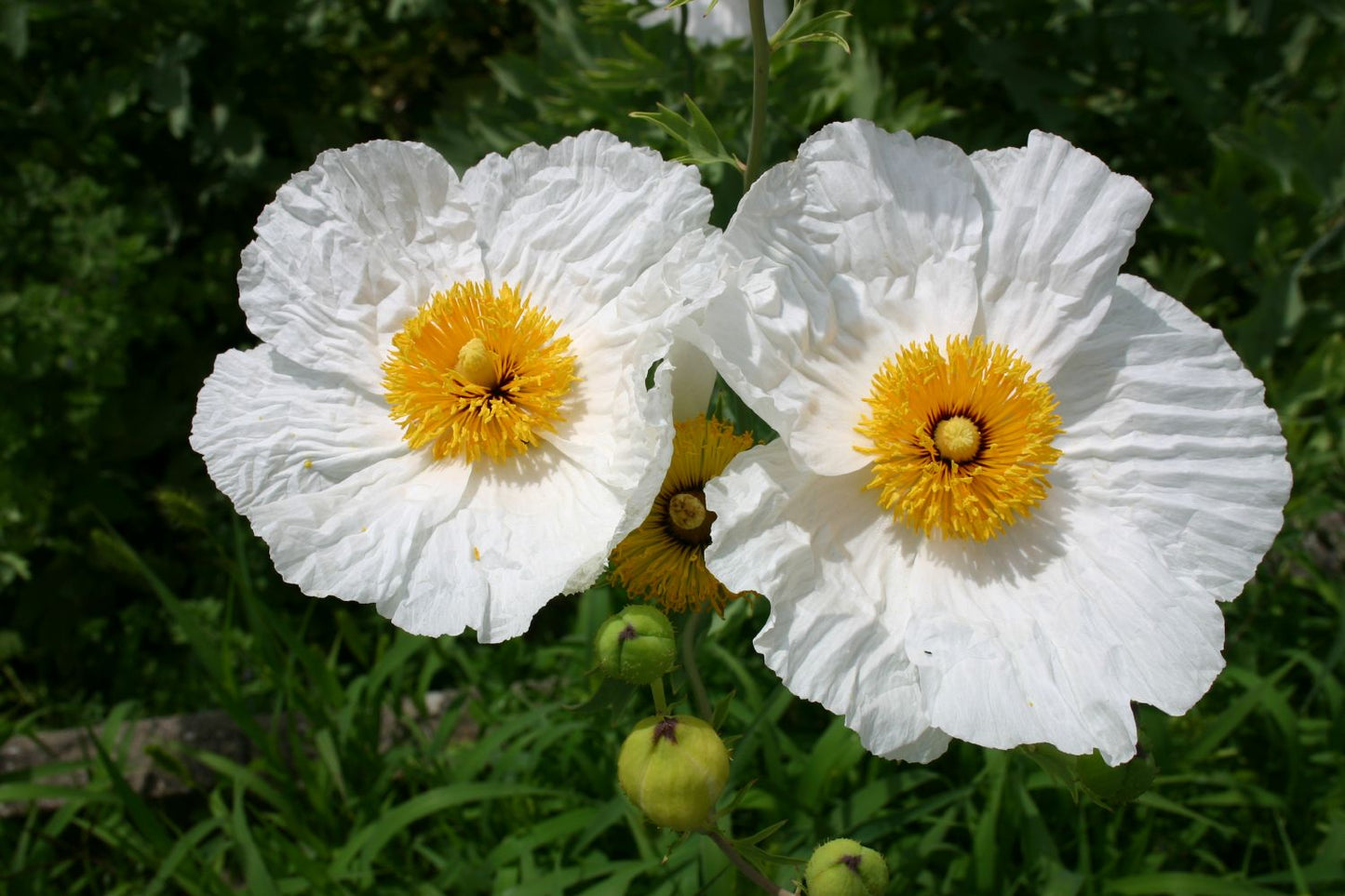 Romneya coulteri Kalifornischer Baummohn