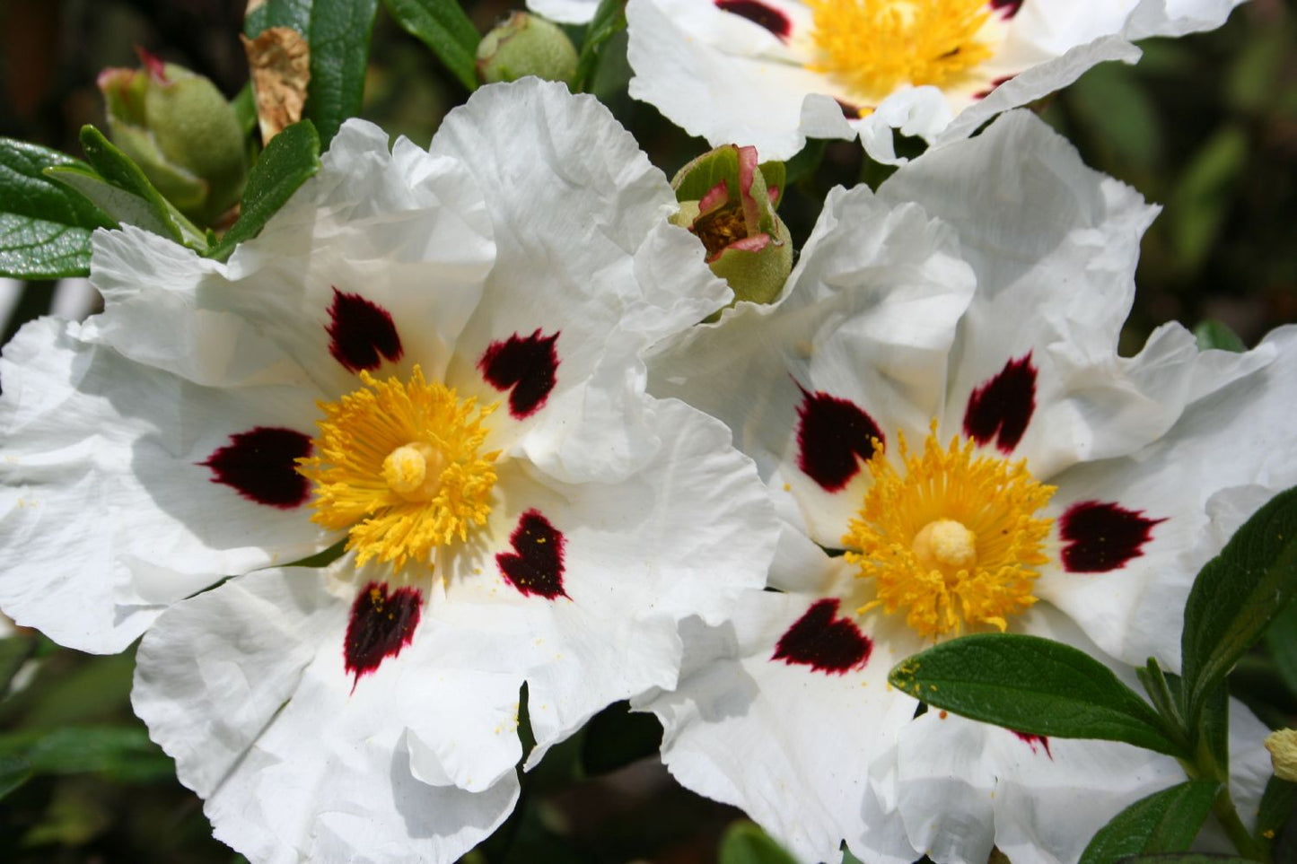 Cistus purpureus 'Alan Fradd' Zistrose