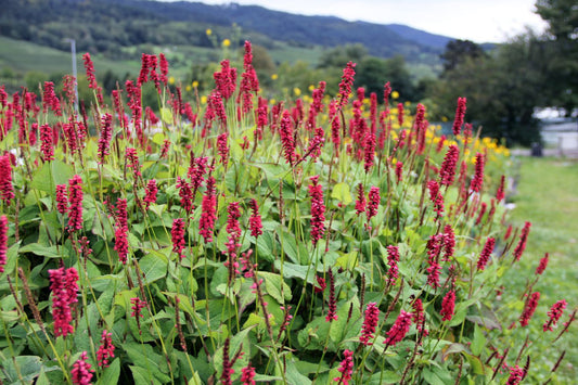Bistorta amplexicaulis 'JS Caliente' ® Kerzenknöterich