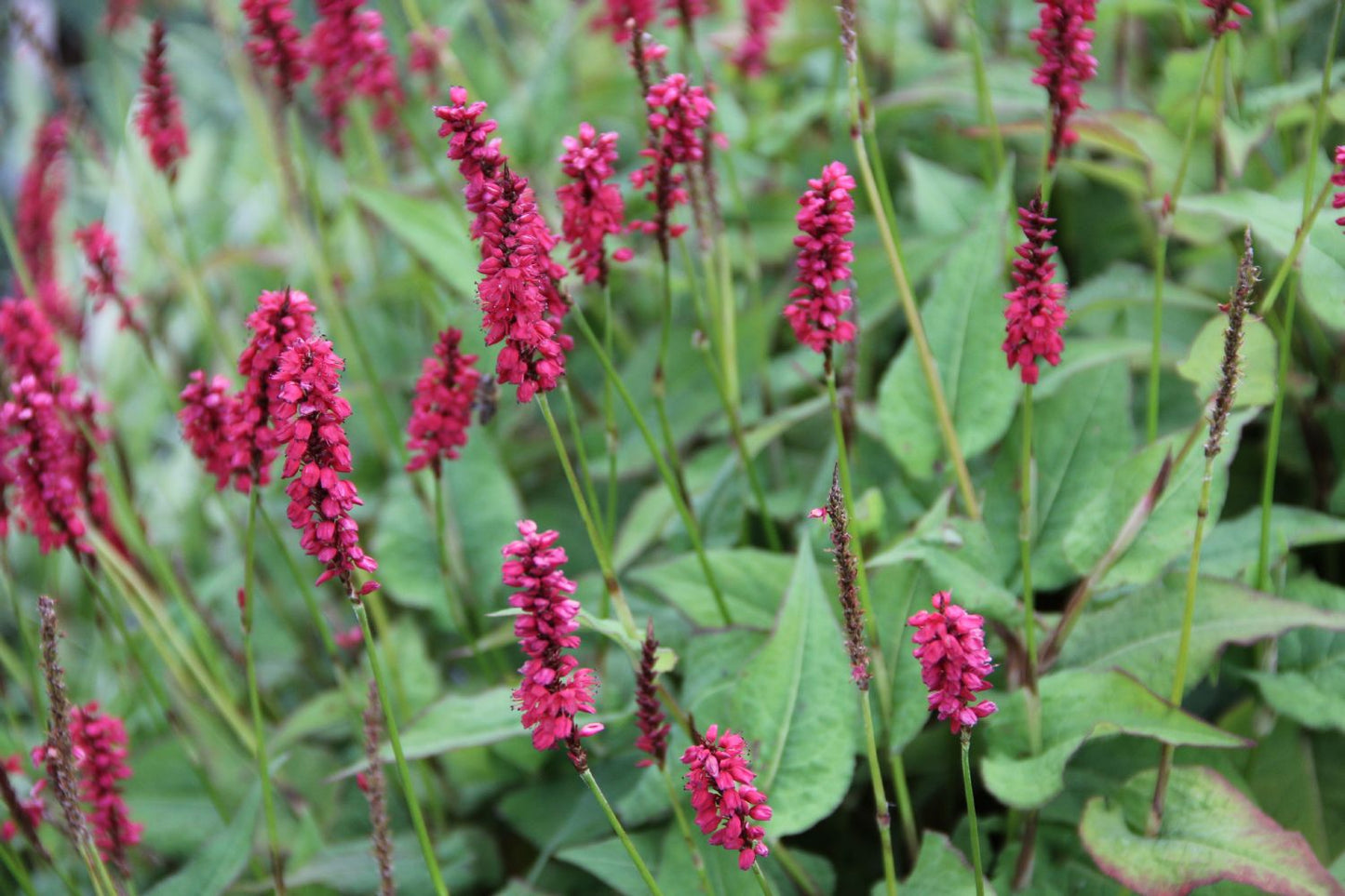 Bistorta amplexicaulis 'JS Caliente' ® (Kerzenknöterich)
