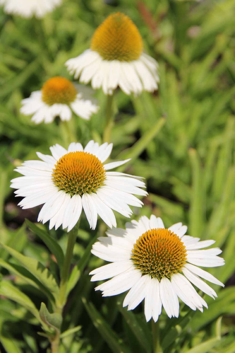 Echinacea 'Meditation White' Scheinsonnenhut Echinacea 'Meditation White' Scheinsonnenhut