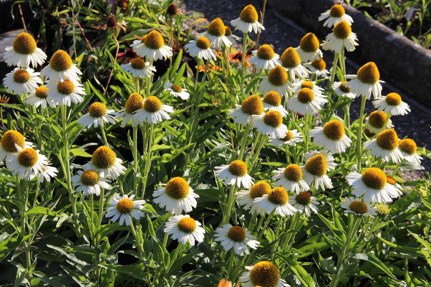 Echinacea 'Meditation White' (Scheinsonnenhut) Echinacea 'Meditation White' (Scheinsonnenhut)