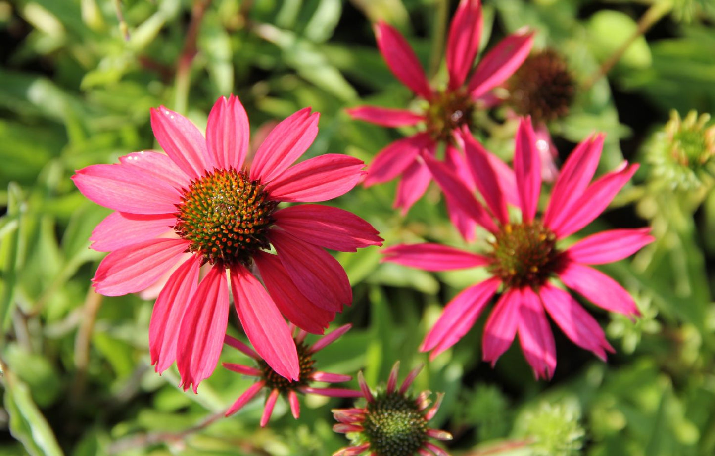 Echinacea 'Dixie Belle' ® Scheinsonnenhut
