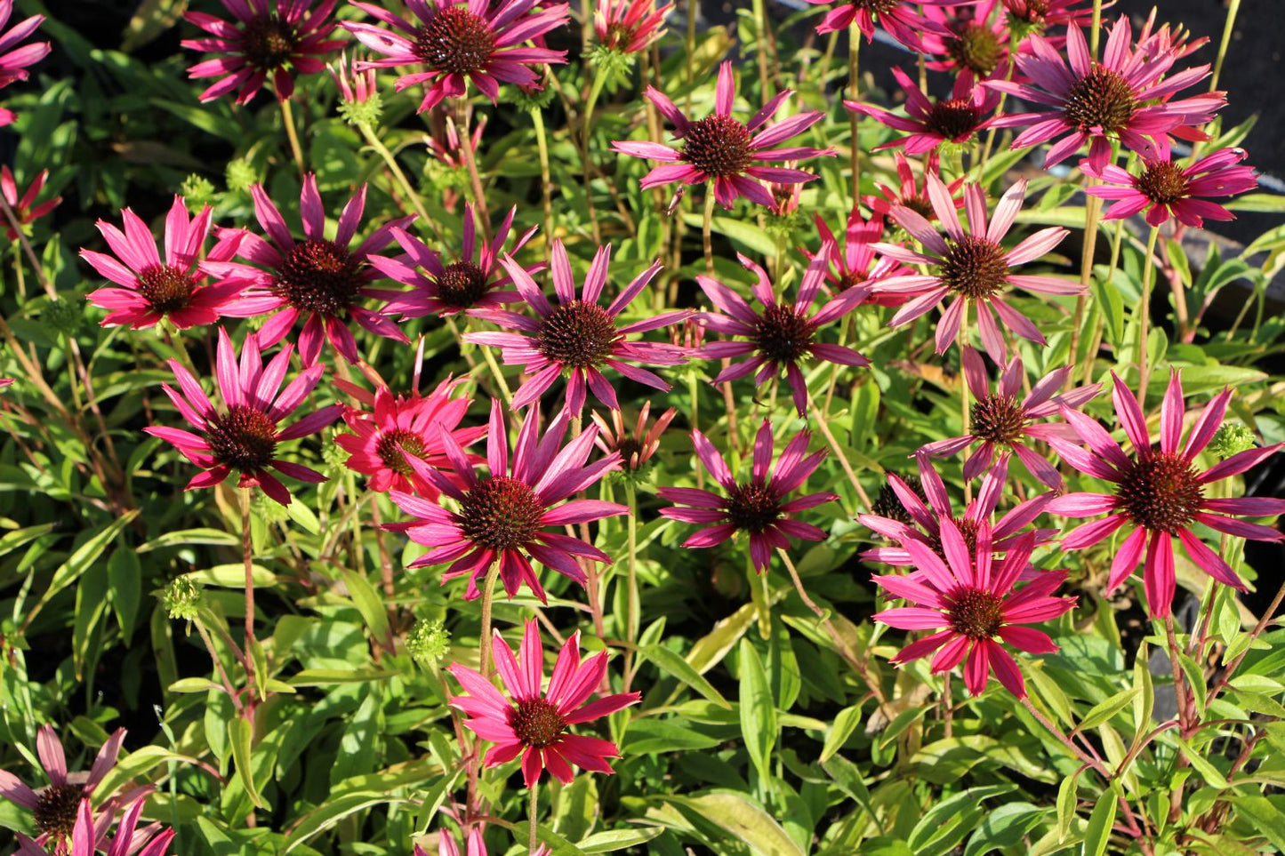 Echinacea 'Dixie Belle' ® (Scheinsonnenhut)