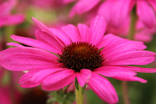 Echinacea 'Purple Emperor' ® Scheinsonnenhut
