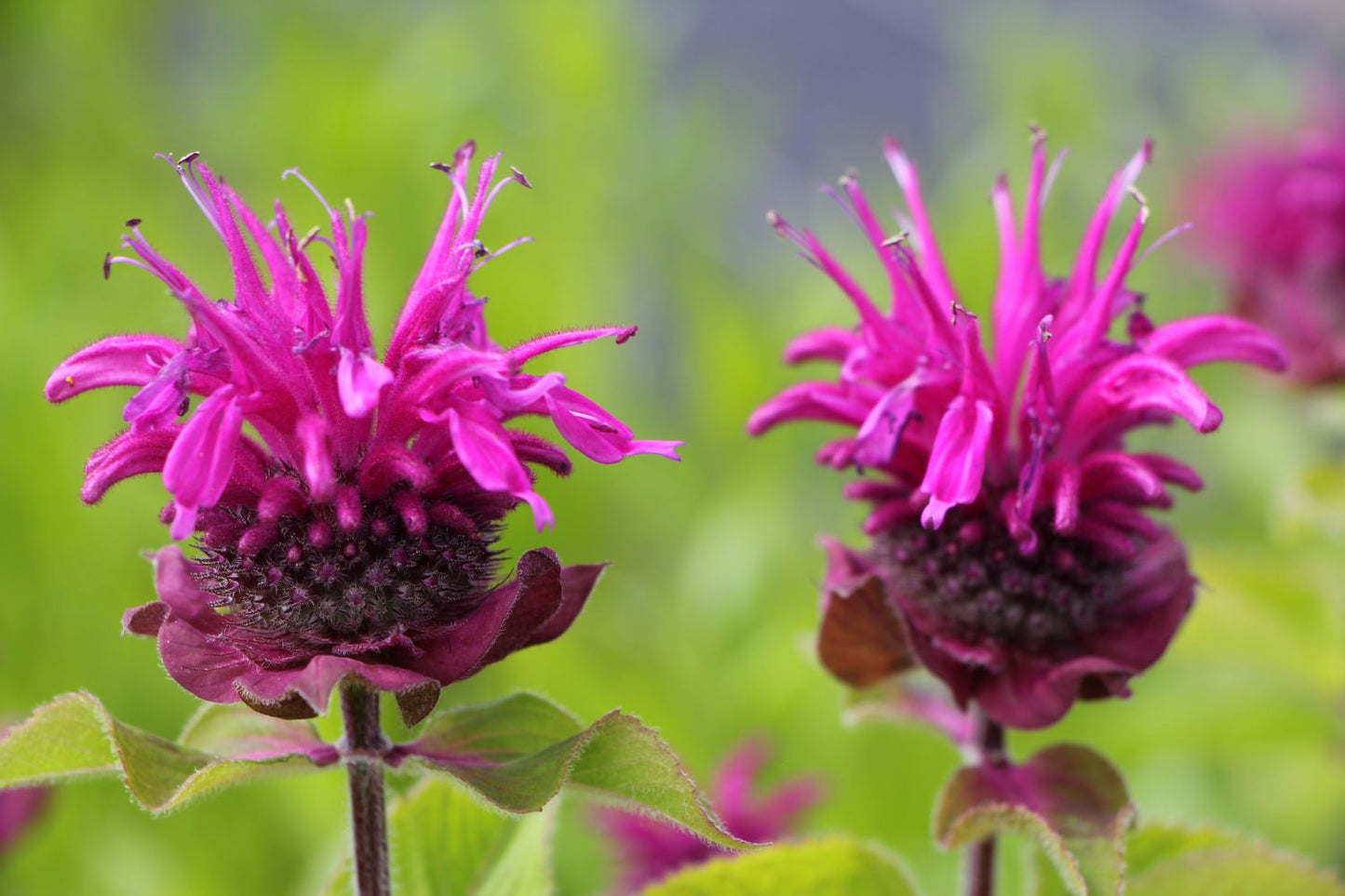 Monarda 'Bee-Free' ® Indianernessel
