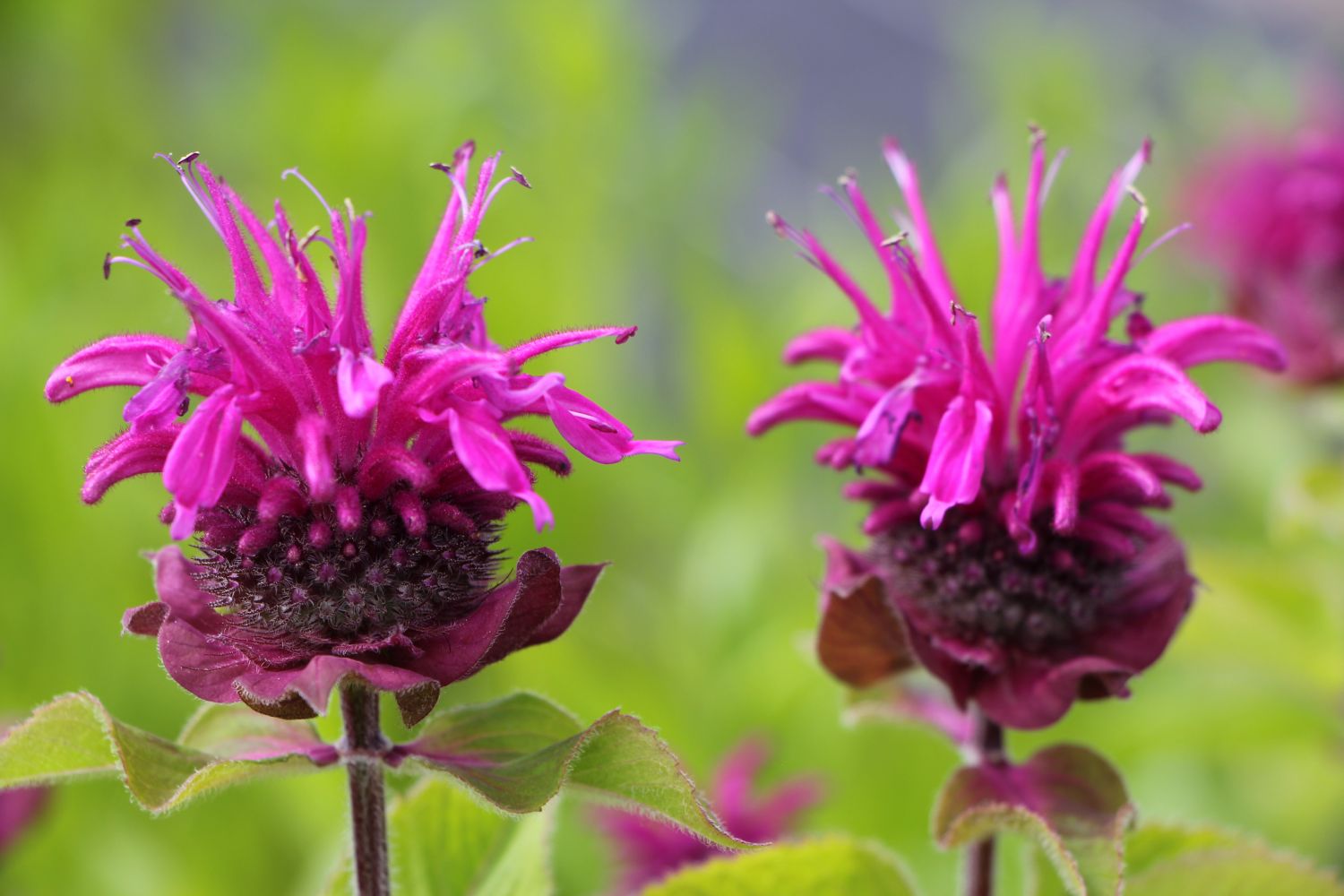 Monarda 'Bee-Free' ® Indianernessel