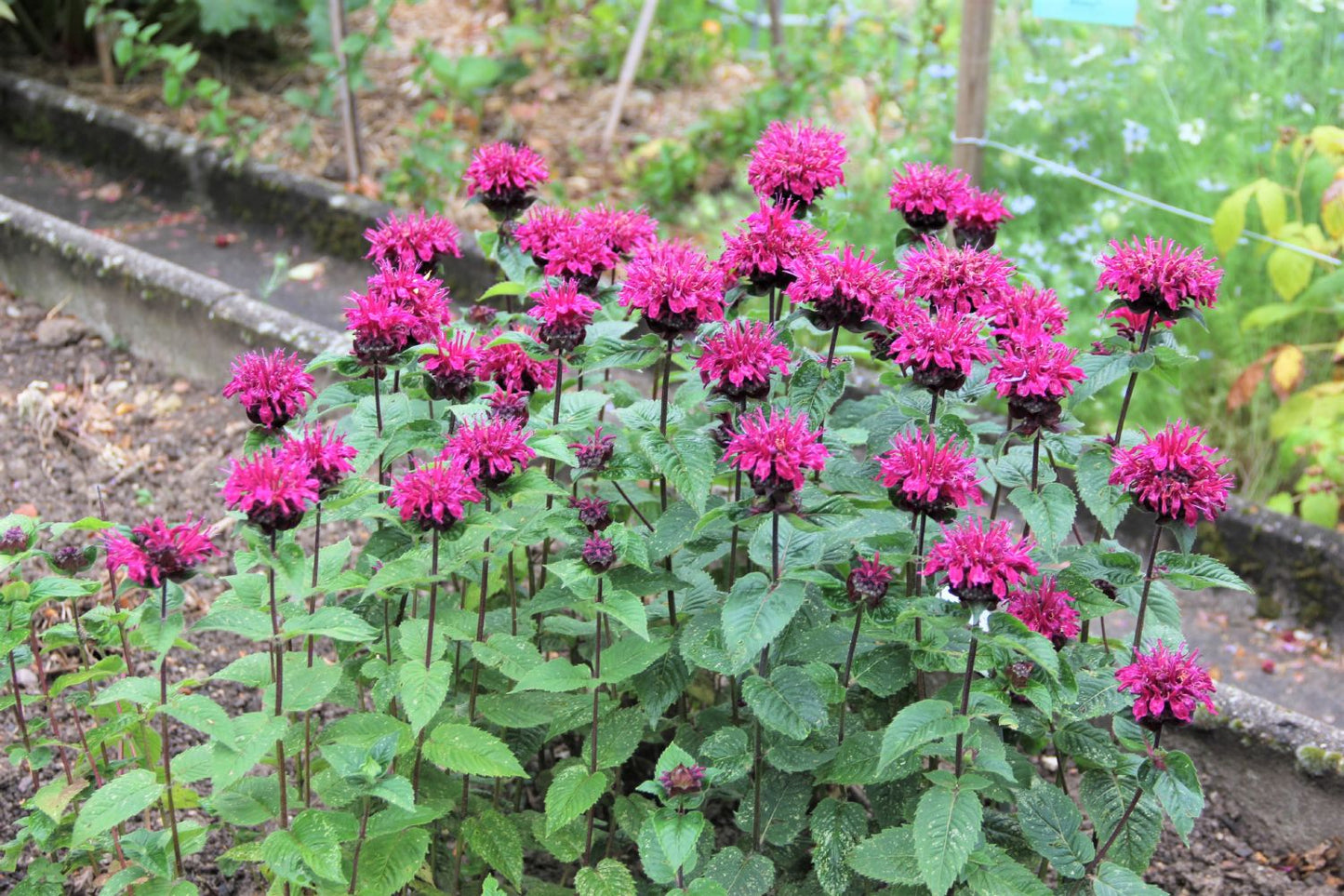 Monarda 'Bee-Free' ® (Indianernessel)