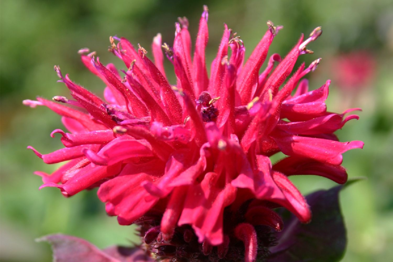 Monarda 'Bee-Happy' ® Indianernessel