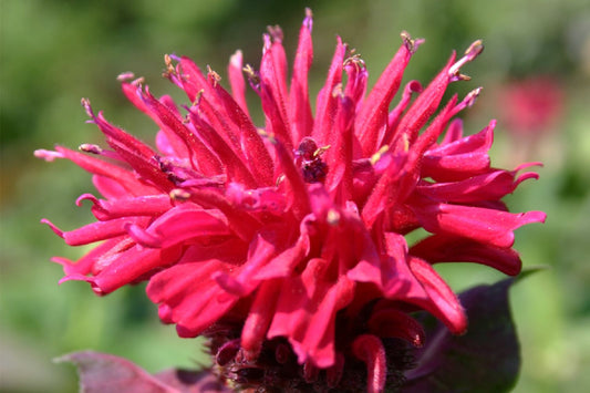 Monarda 'Bee-Happy' ® Indianernessel