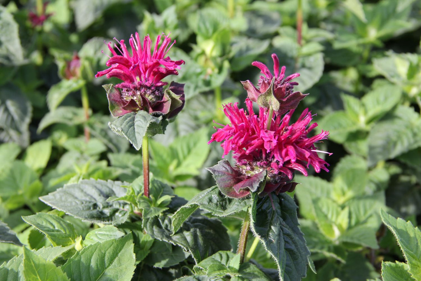Monarda 'Bee-True' ® (Indianernessel)
