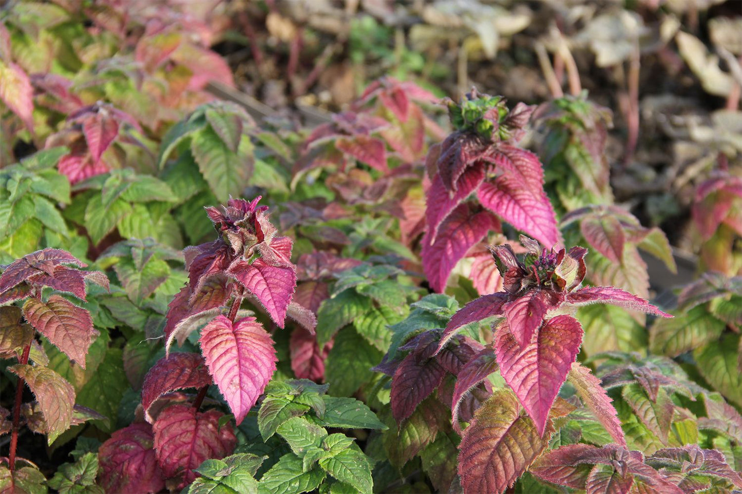 Monarda 'Bee-True' ® (Indianernessel)