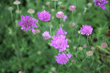 Scabiosa 'Vivid Violet' (Große Garten-Skabiose)