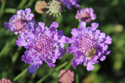 Scabiosa 'Vivid Violet' (Große Garten-Skabiose)