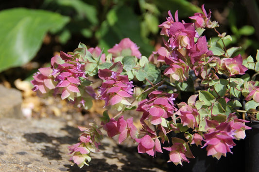 Origanum 'Bellisimo' Hopfen-Oregano
