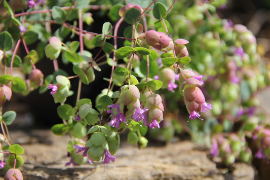 Origanum 'Amethyst Falls' Hopfen-Oregano