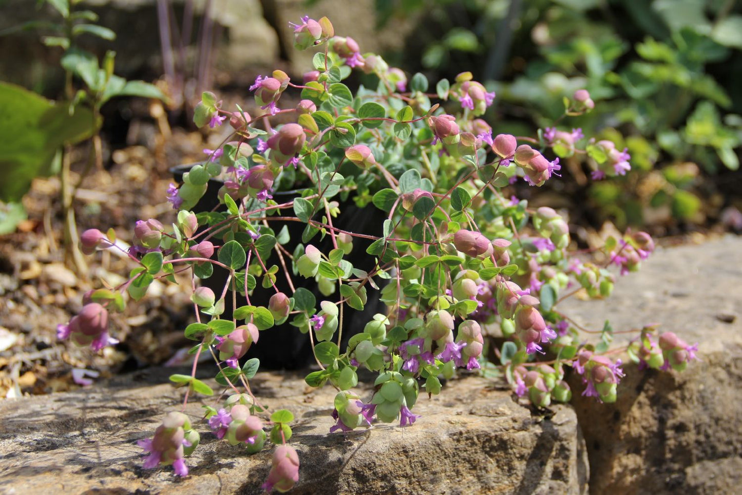 Origanum 'Amethyst Falls' (Hopfen-Oregano)