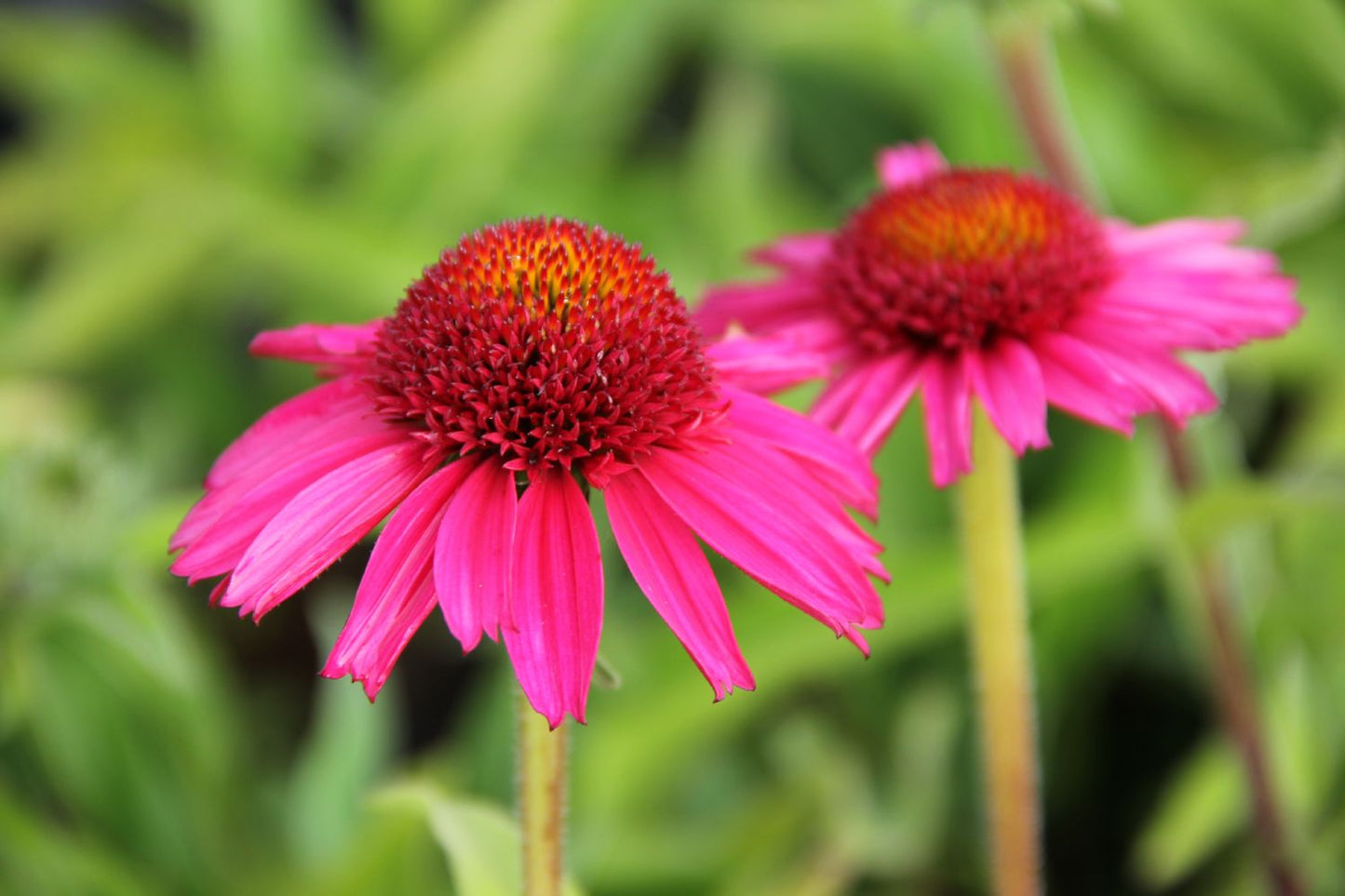 Echinacea 'Delicious Candy' Scheinsonnenhut Echinacea 'Delicious Candy' Scheinsonnenhut