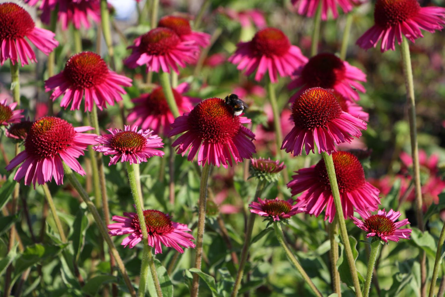 Echinacea 'Delicious Candy' (Scheinsonnenhut) Echinacea 'Delicious Candy' (Scheinsonnenhut)
