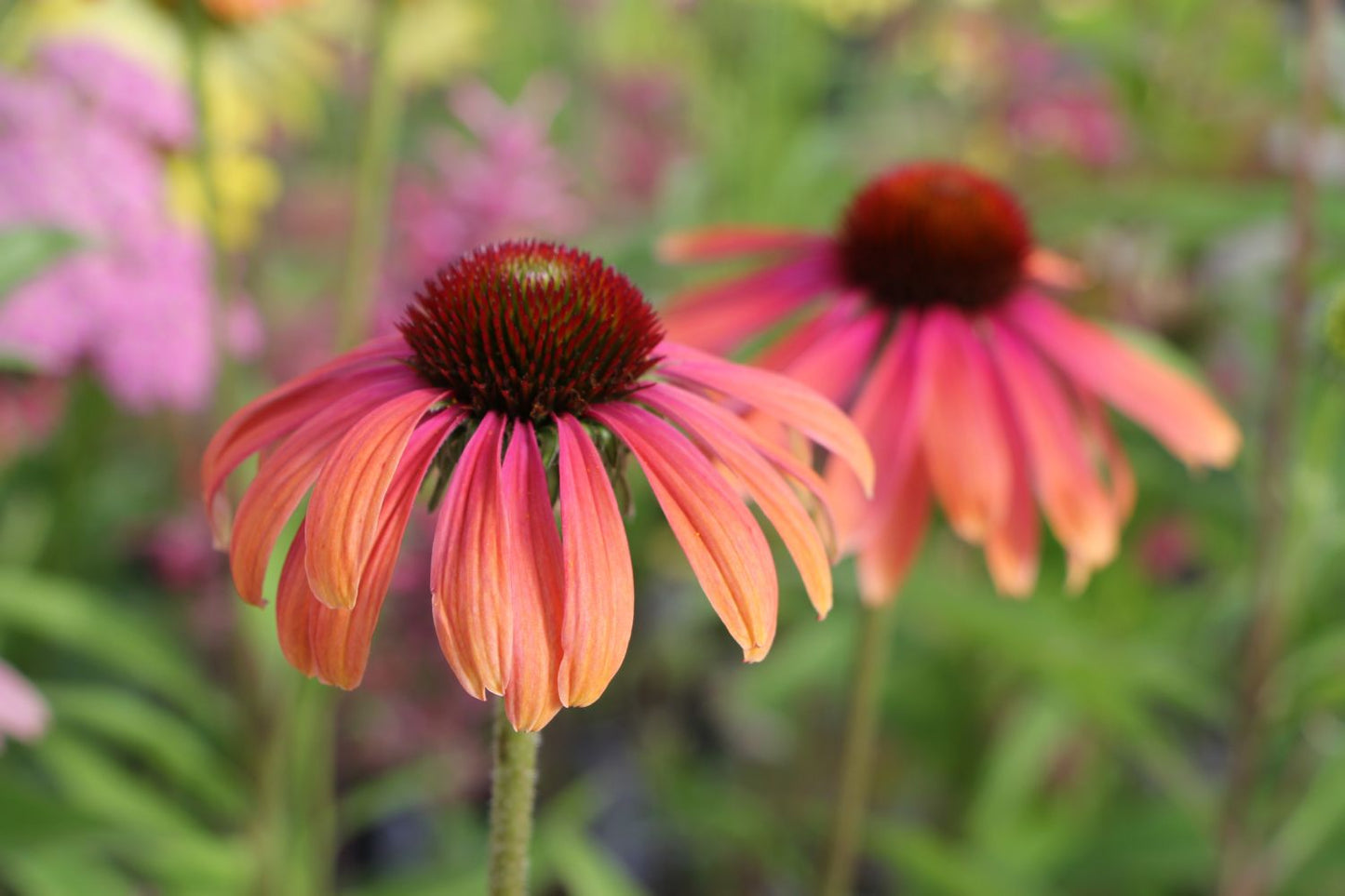 Echinacea 'Rainbow Marcella' Scheinsonnenhut Echinacea 'Rainbow Marcella' Scheinsonnenhut