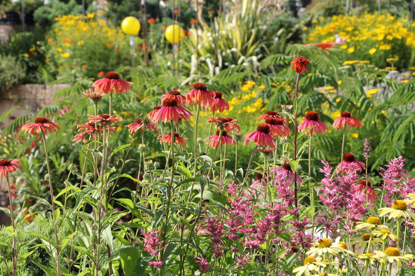 Echinacea 'Rainbow Marcella' (Scheinsonnenhut) Echinacea 'Rainbow Marcella' (Scheinsonnenhut)