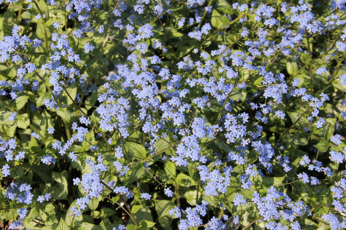 Brunnera 'Silver Heart' (Kaukasusvergissmeinnicht)