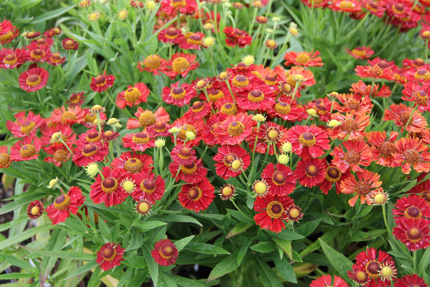 Helenium 'Ranchera' (Sonnenbraut) Helenium 'Ranchera' (Sonnenbraut)