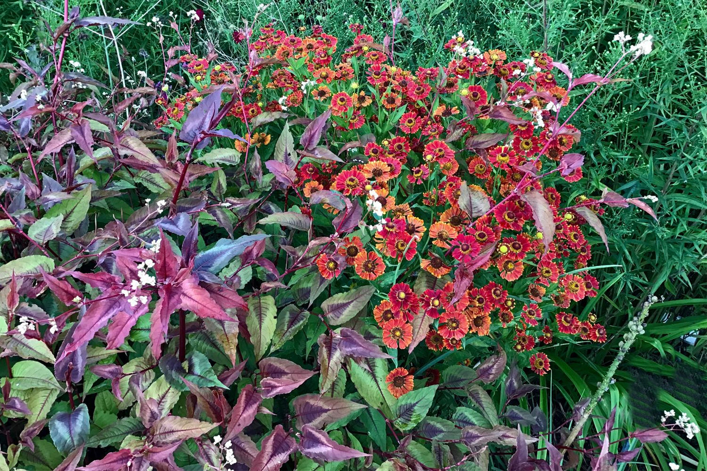 Helenium 'Ranchera' (Sonnenbraut)