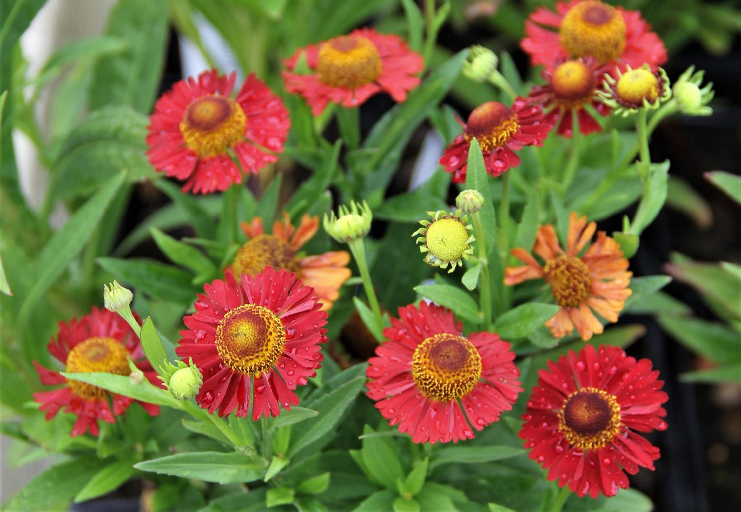 Helenium 'Ranchera' ® Sonnenbraut