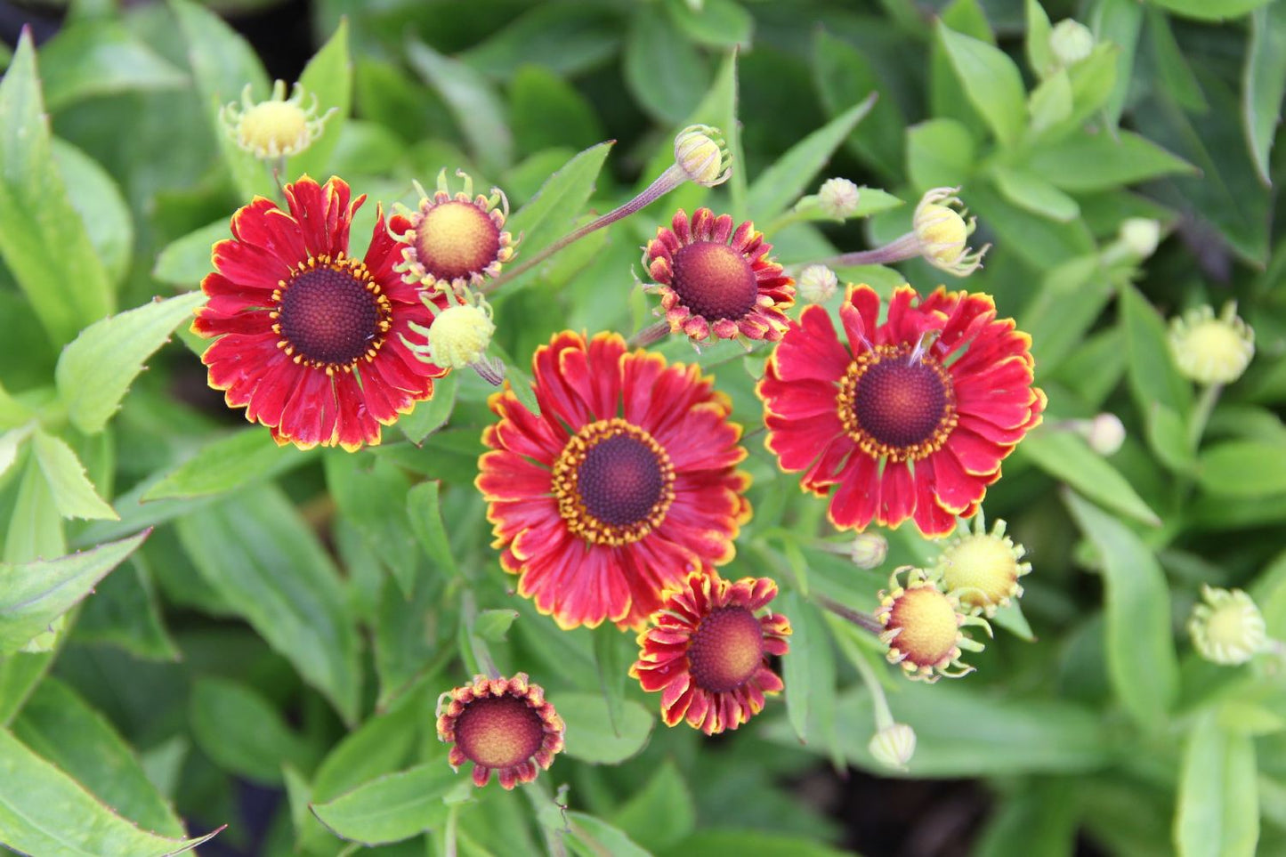 Helenium 'Bandera' Sonnenbraut Helenium 'Bandera' Sonnenbraut