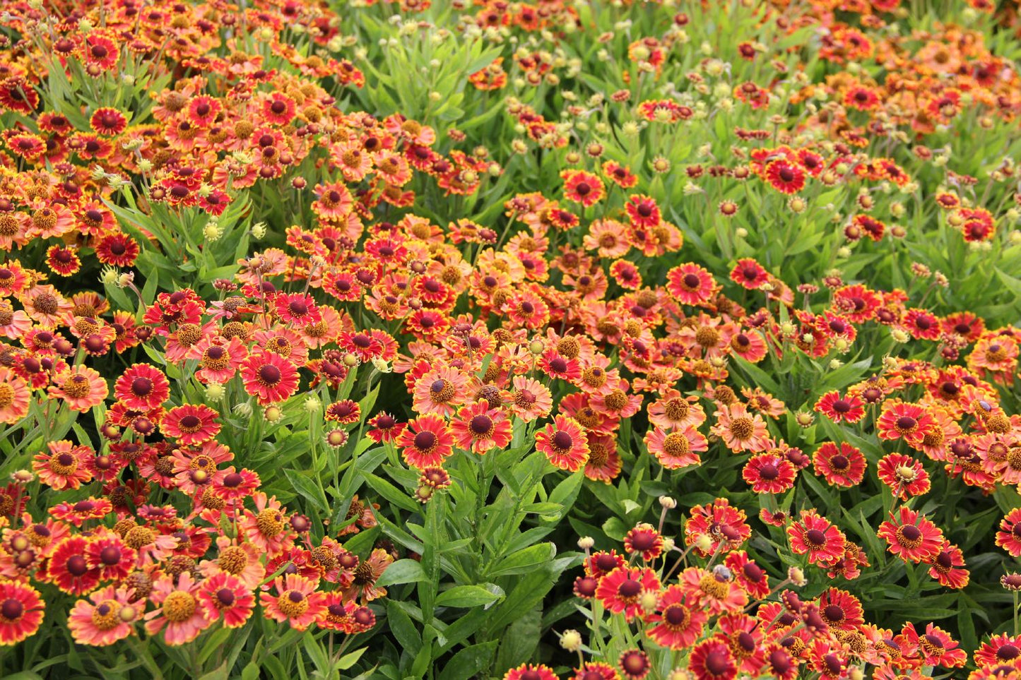 Helenium 'Bandera' (Sonnenbraut) Helenium 'Bandera' (Sonnenbraut)