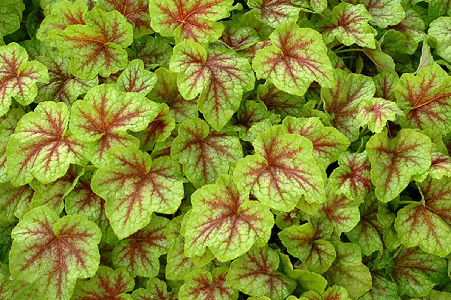 Heucherella 'Leapfrog' ® Purpurglöckchen