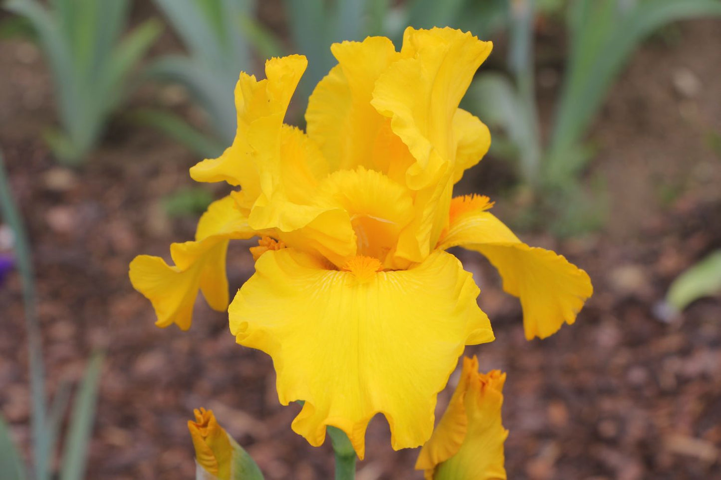 Iris Barbata-Elatior 'Here Comes The Sun' Hohe Bartschwertlilie